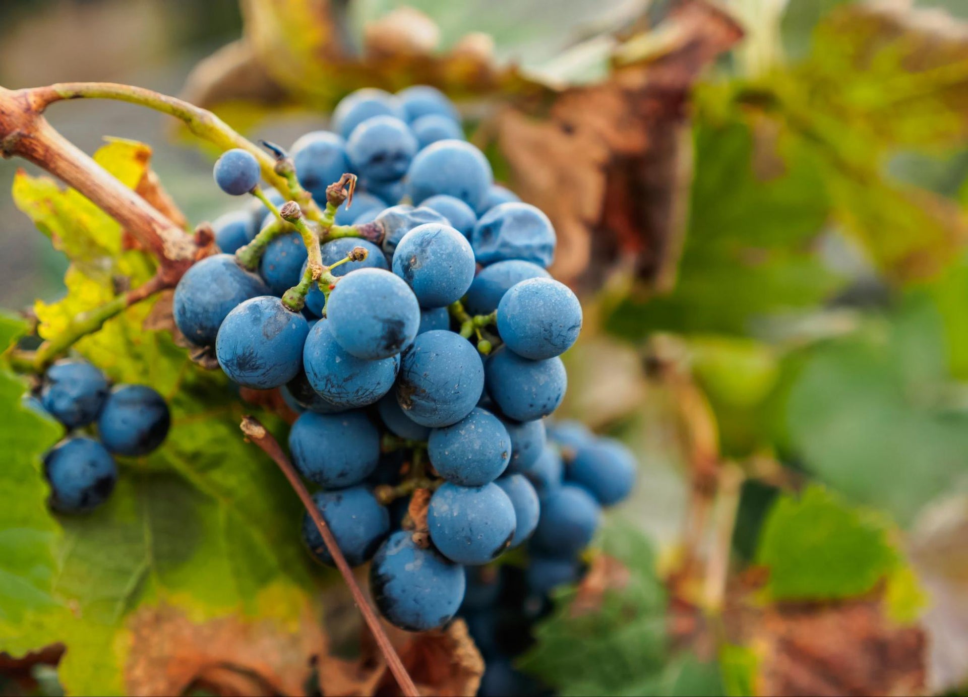 Malbec red wine grapes