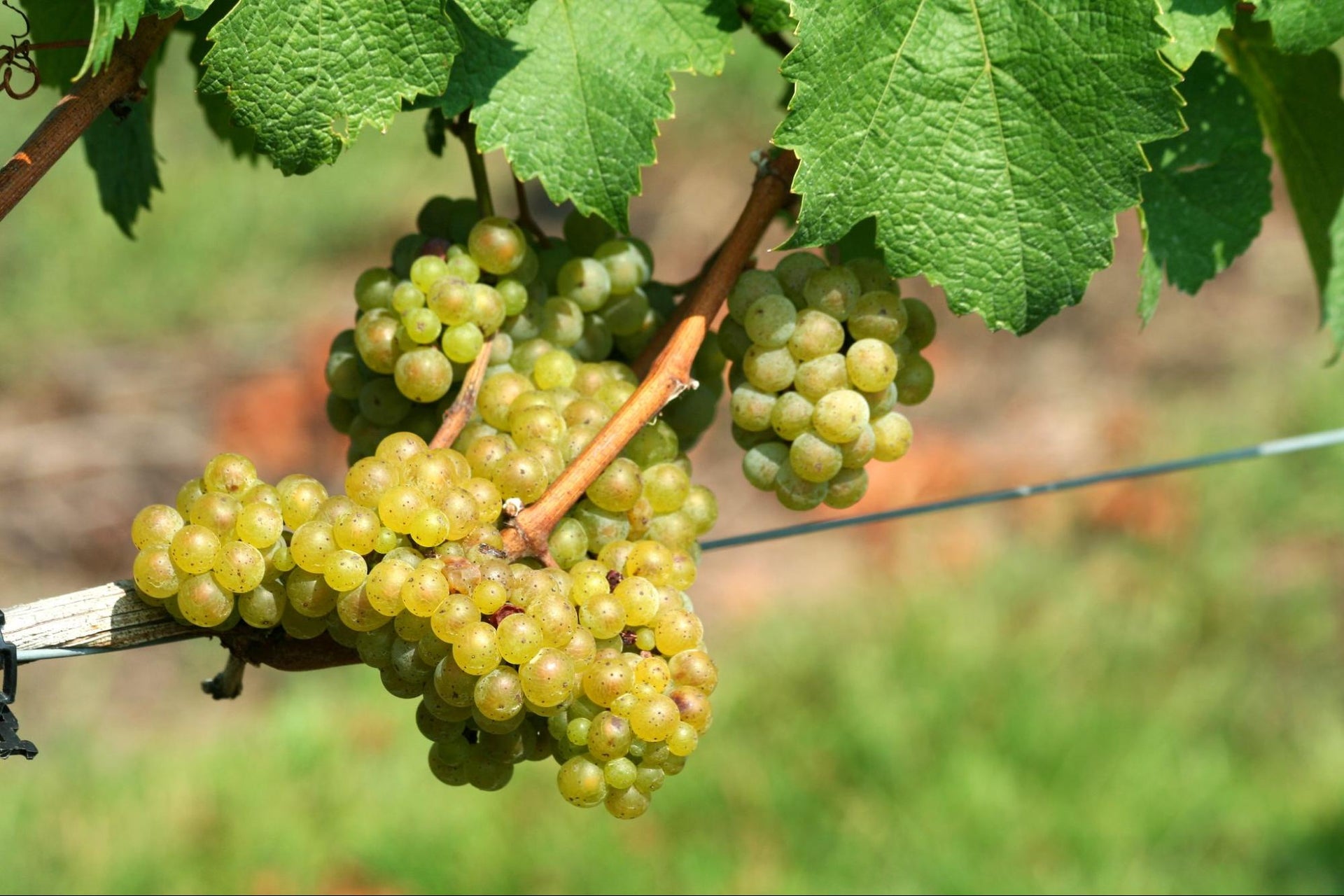 Everything You Need to Know About Chardonnay