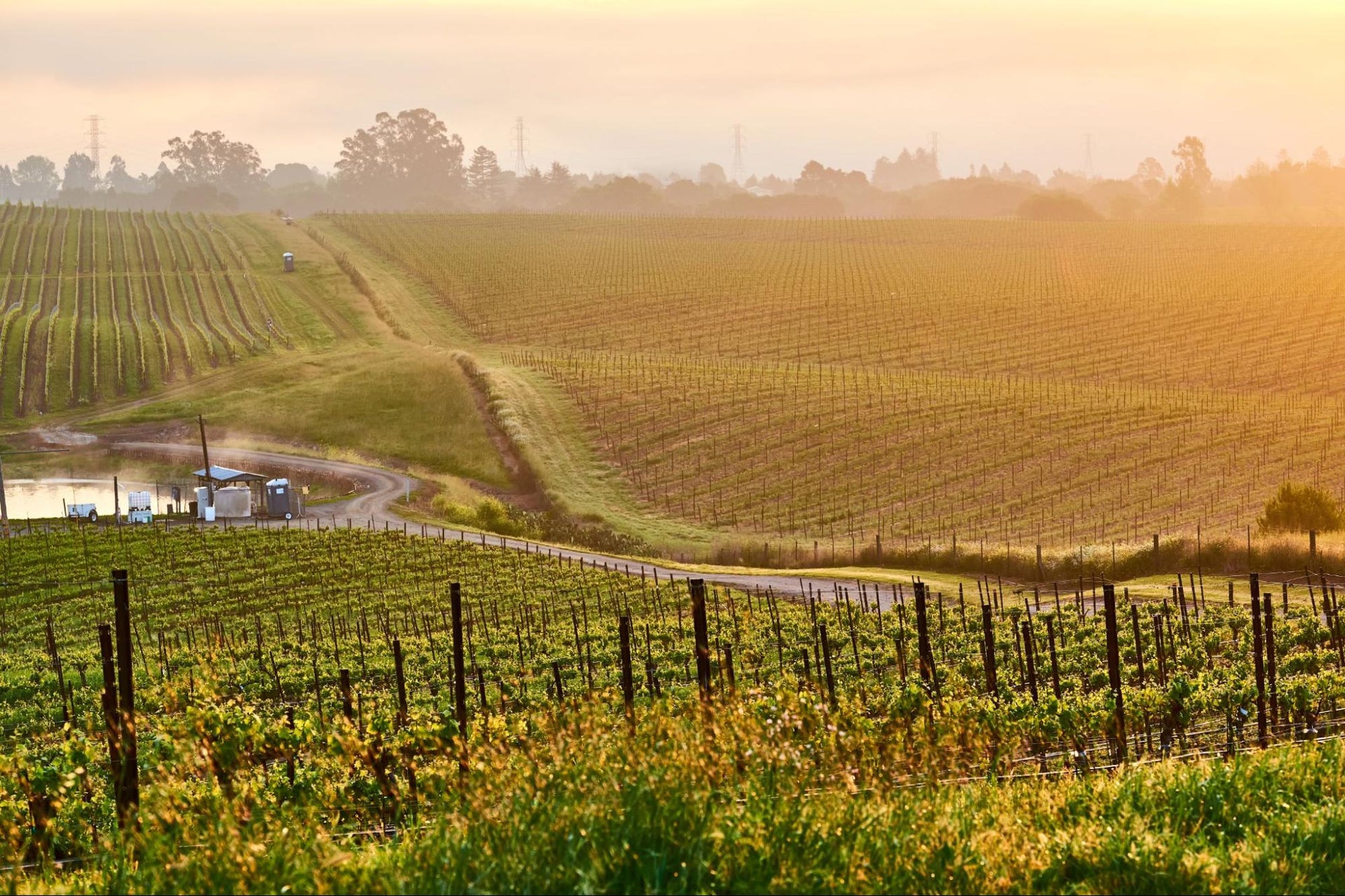 Rolling vineyards of California wine
